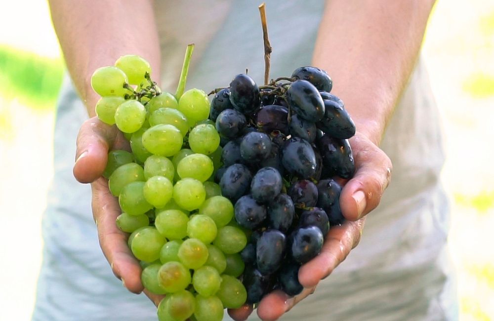 Santé, calories, goût : entre raisin blanc ou noir, lequel favoriser ?