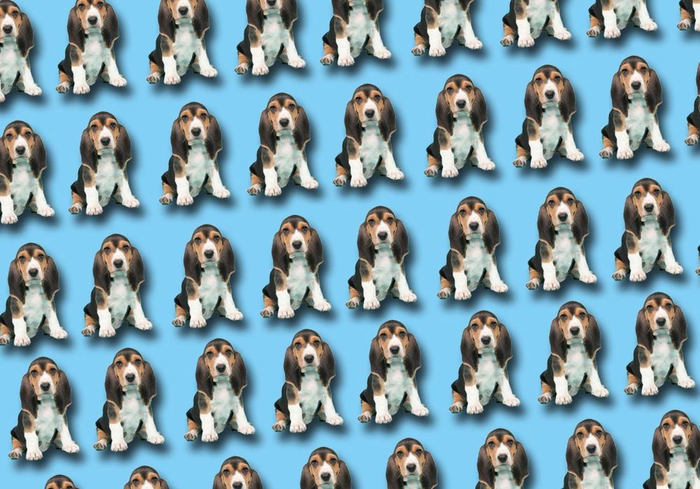 Rêver de chien : notre interprétation
