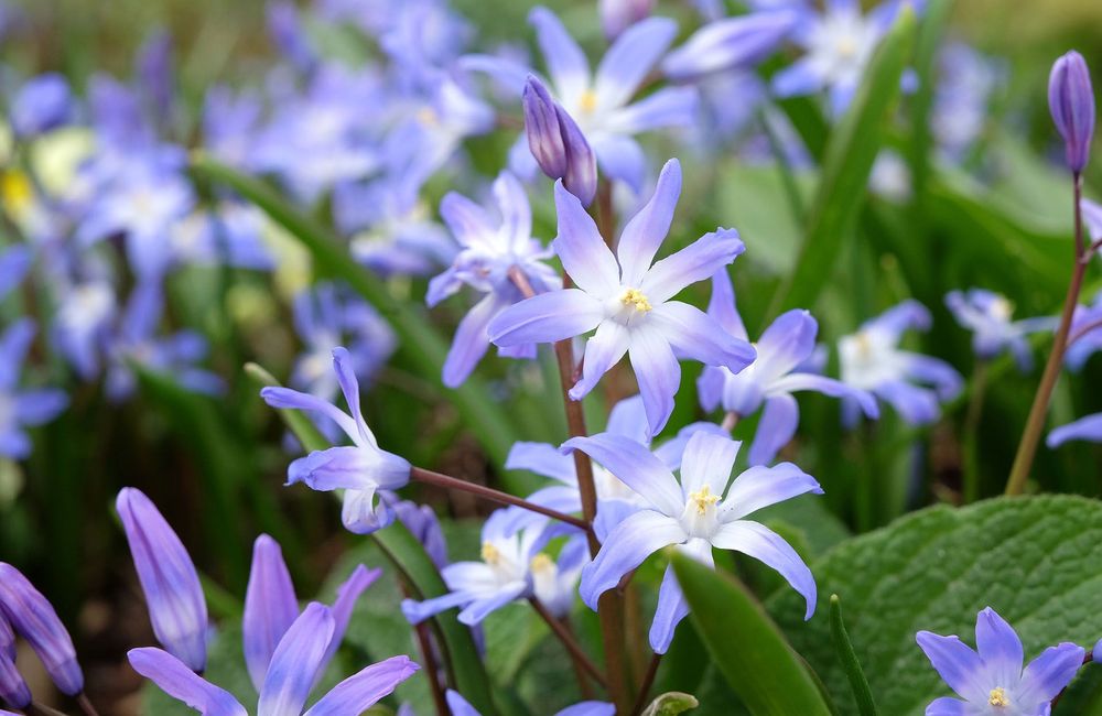 Le chionodoxa pour égayer les jardins au repos