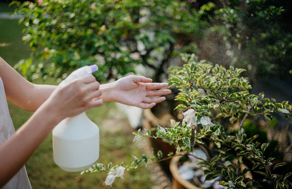 5 utilisations inattendues du vinaigre blanc au jardin