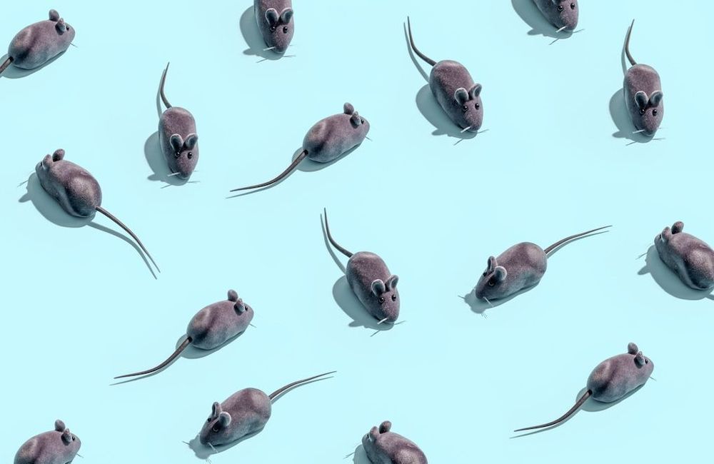 Rêver d'un rat ou d'une souris : notre interprétation