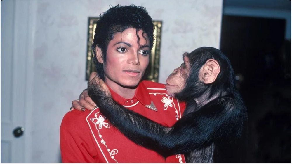 Découvrez ce que devient le singe de Michael Jackson, Bubbles, âgé de 42 ans