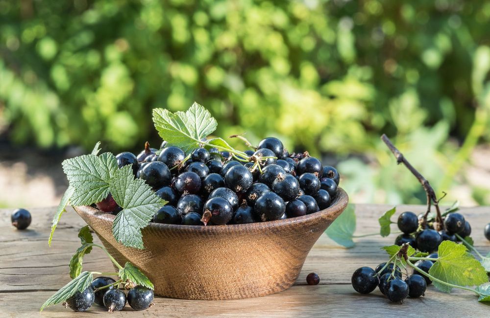 Comment cultiver et récolter le cassis ?