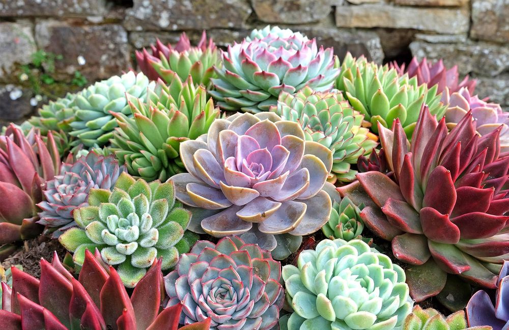Les joubarbes, succulentes sans entretien