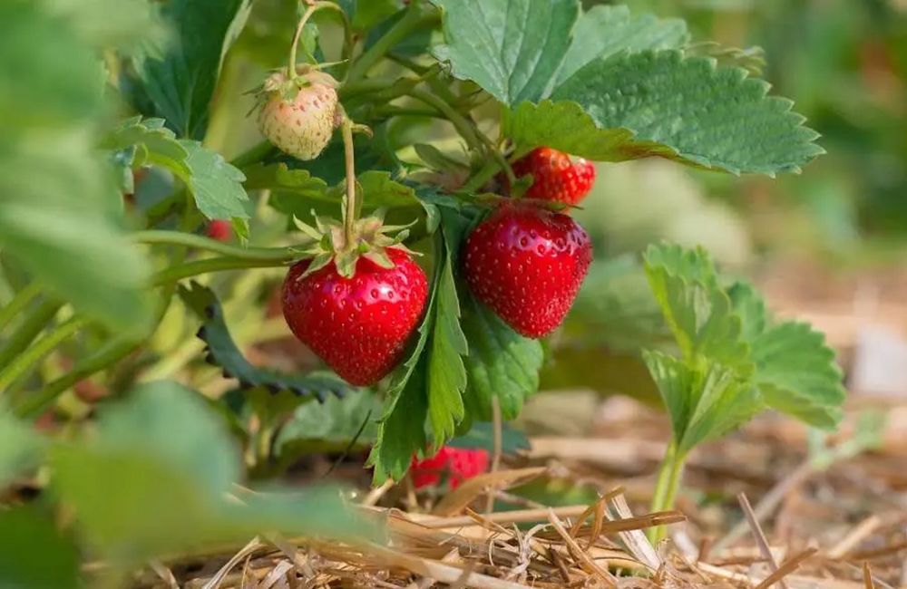L’astuce des jardiniers pour récolter plus de fraises cet été