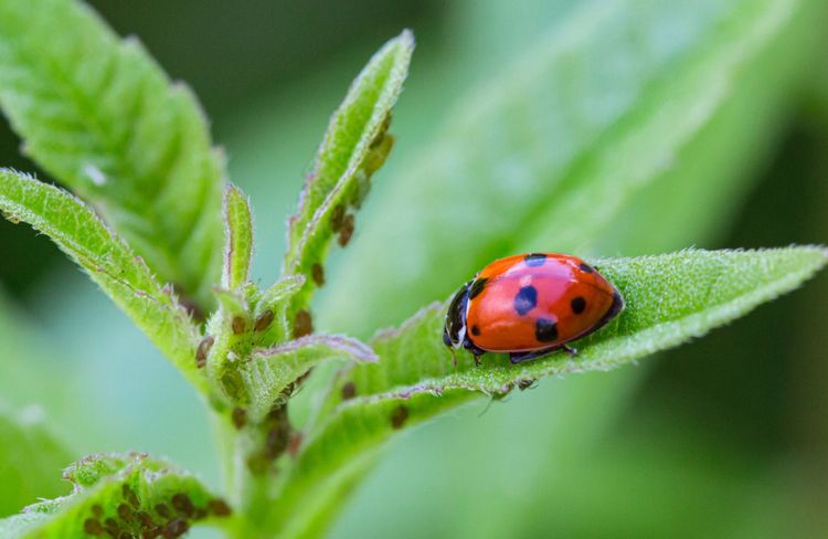 Comment éviter les pucerons au jardin ?