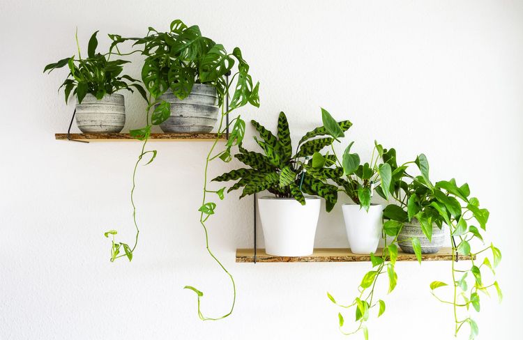 6 plantes d’intérieur pour une suspension décorative