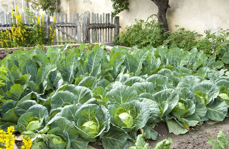 6 conseils pour préparer son potager de la rentrée