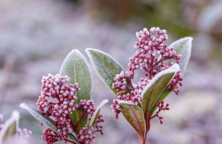 Protégez vos plantes du gel avec cette astuce surprenante faite maison
