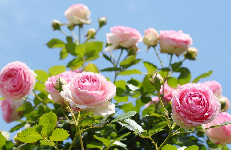 Quand faut-il planter ses rosiers ?