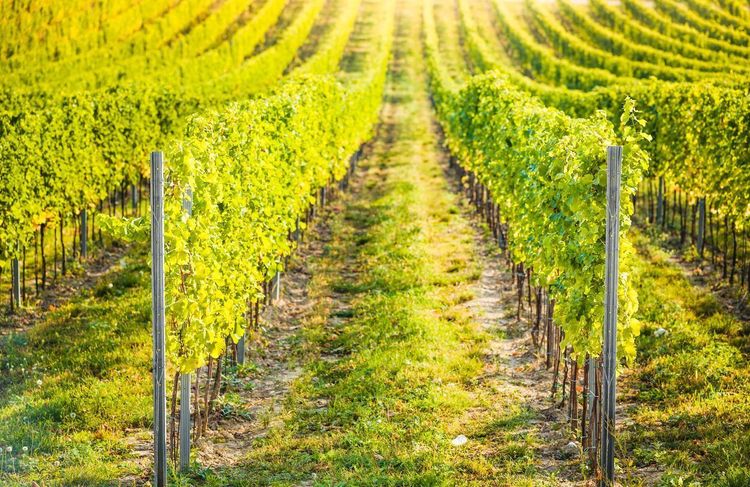 « Il y a des questions qui se posent » : ces associations accusent l’État de « bloquer » un rapport sur les pesticides