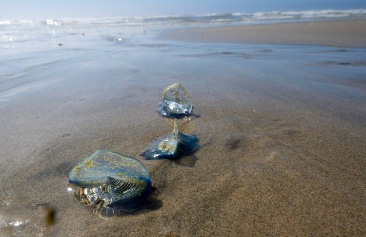 Alerte aux physalies sur les plages françaises : que faire si on se fait piquer par cet animal proche de la méduse ?