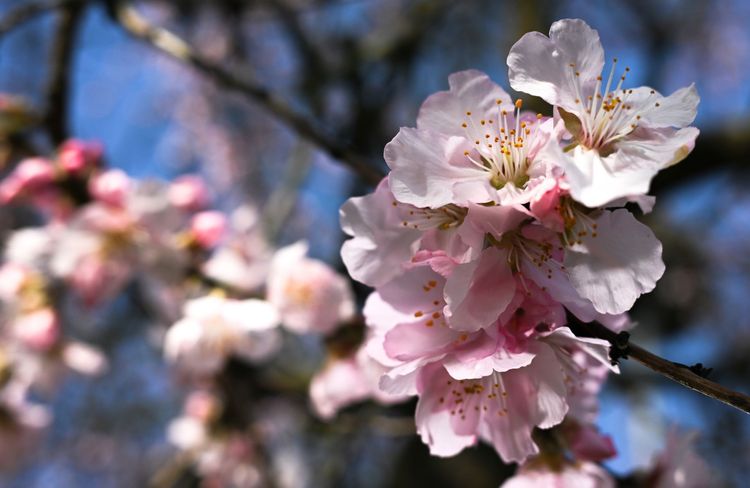 Et si les parfums à l’amande étaient les it produits de 2026 ?