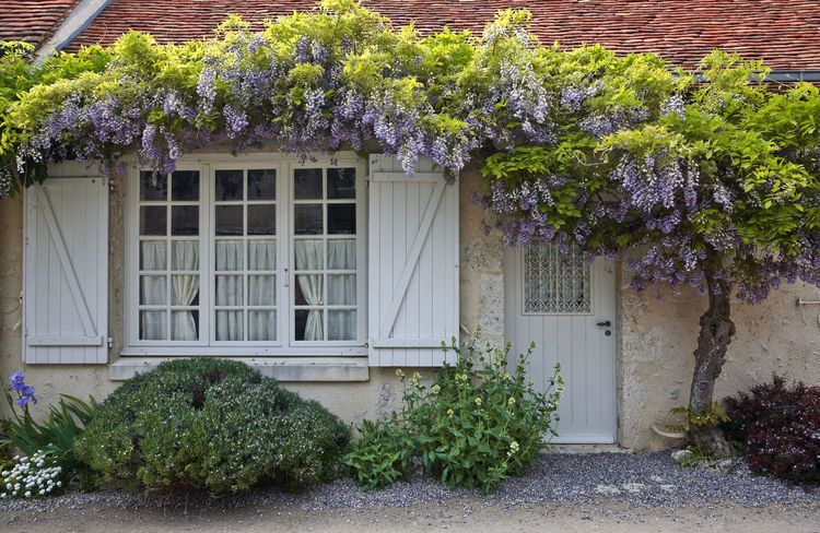 La glycine, une floraison printanière au parfum enivrant