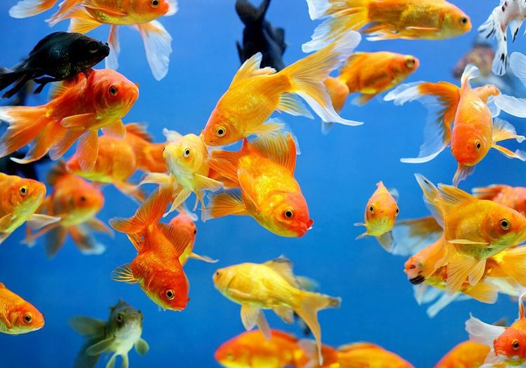 Rêver de poissons : notre interprétation