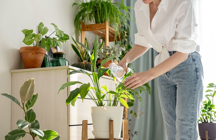 Est-ce une bonne idée d'arroser ses plantes avec de l’eau gazeuse ?
