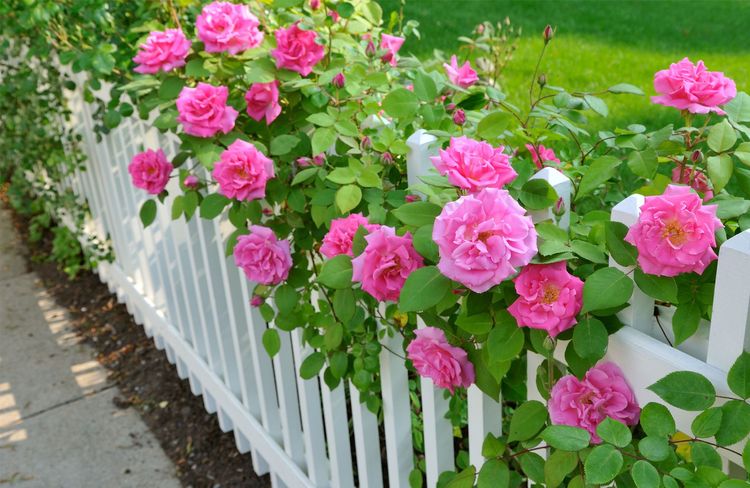 6 astuces de jardinier pour avoir de beaux rosiers en pleine santé