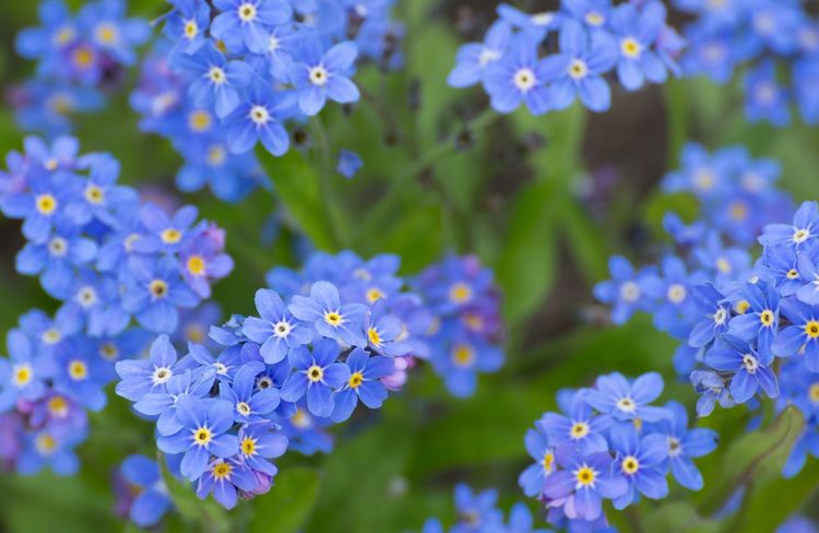 Comment réussir le myosotis pour un printemps fleuri ?