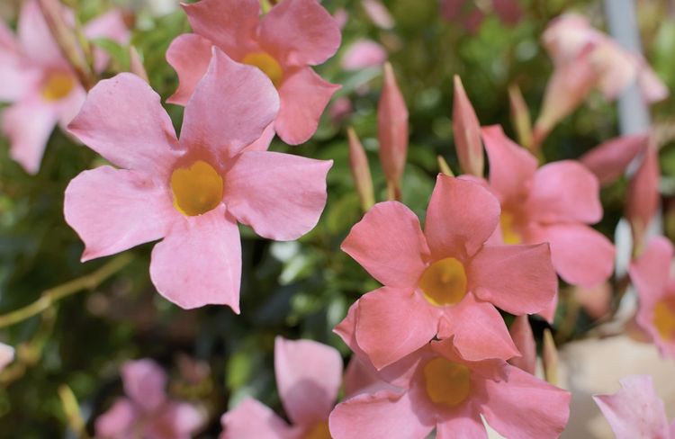 Comment avoir un beau dipladénia tout l’été ?