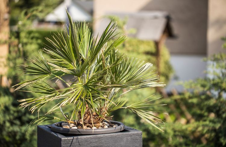 Cette plante canon est idéale pour le balcon ou la terrasse et peut rester dehors toute l'année