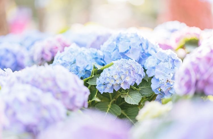 Quand et comment tailler ses hortensias ?