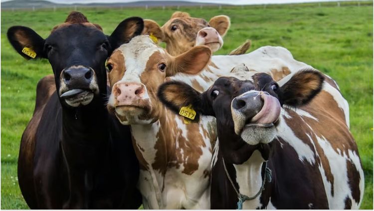 Insolite : cinq vaches intègrent une école, découvrez l'étonnante raison