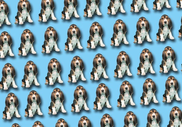 Rêver de chien : notre interprétation