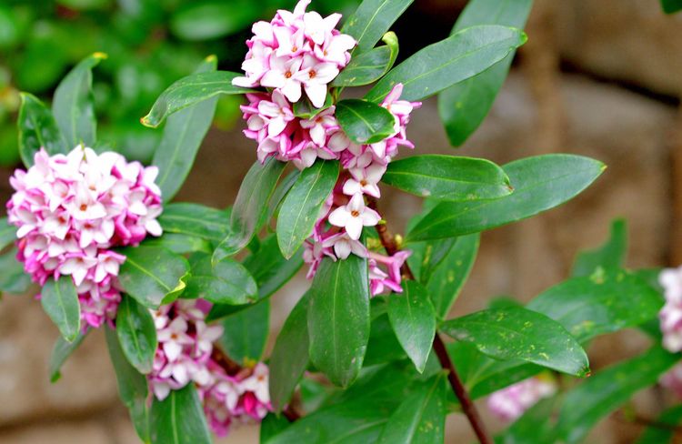 Un jardin d’hiver parfumé avec les daphnés