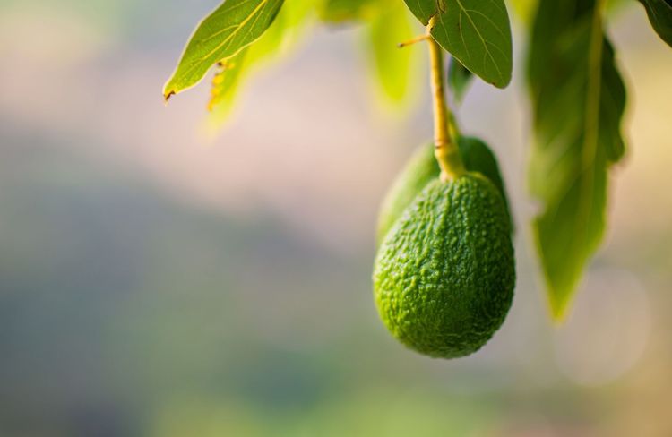 Sans gluten sans sucre : la recette de pâte à wrap à l'avocat prête en 5 minutes