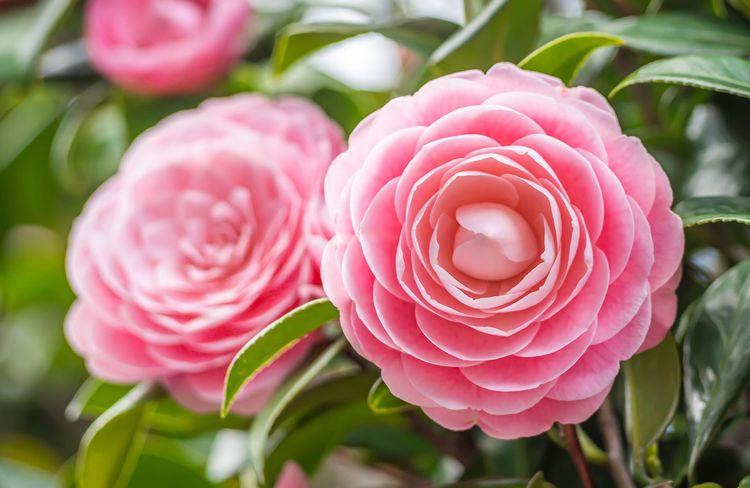 Les camélias du Japon, une floraison précoce