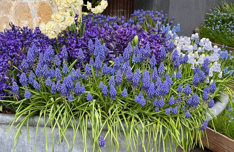 Les muscaris, cultiver une touche de bleu au printemps