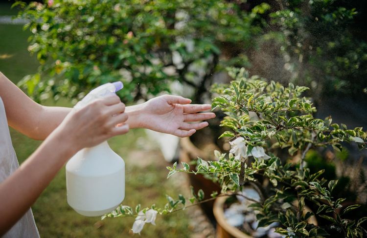 5 utilisations inattendues du vinaigre blanc au jardin