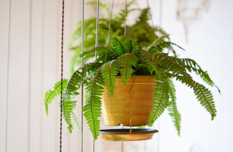 10 plantes d’intérieur qui absorbent l’humidité