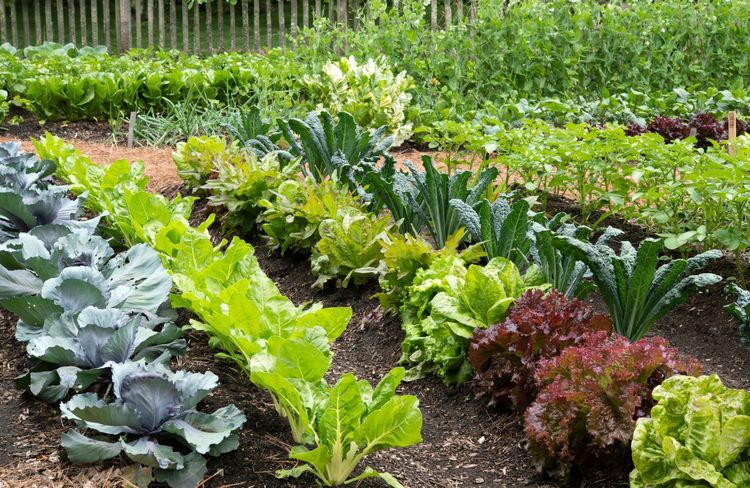 Nos meilleures astuces pour garder votre potager en vie pendant vos vacances