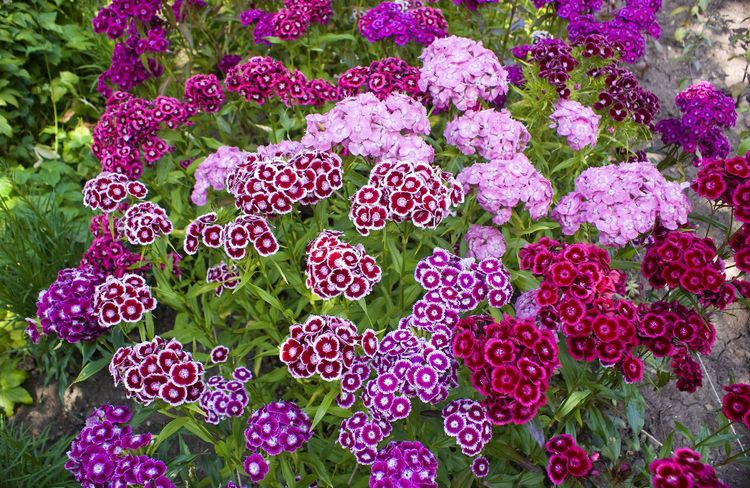 Œillets de poète : nos conseils pour réussir la culture de ces fleurs incontournables de l’été