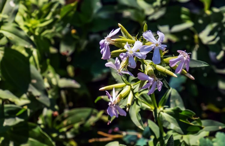Des plantes permettant de laver le linge, oui ça existe !