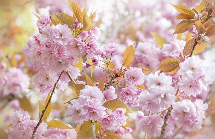 Hanami et les floraisons des cerisiers japonais