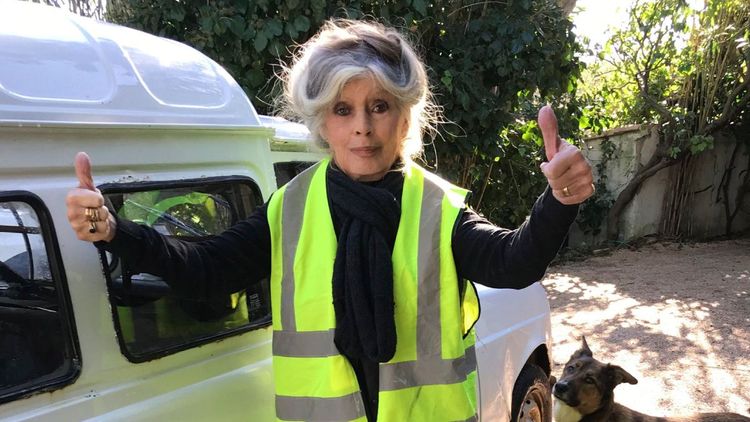 Résolue, Brigitte Bardot accepte une peine de prison : "Puisque je suis complice"