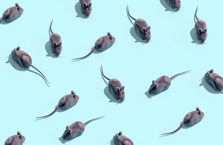 Rêver d'un rat ou d'une souris : notre interprétation