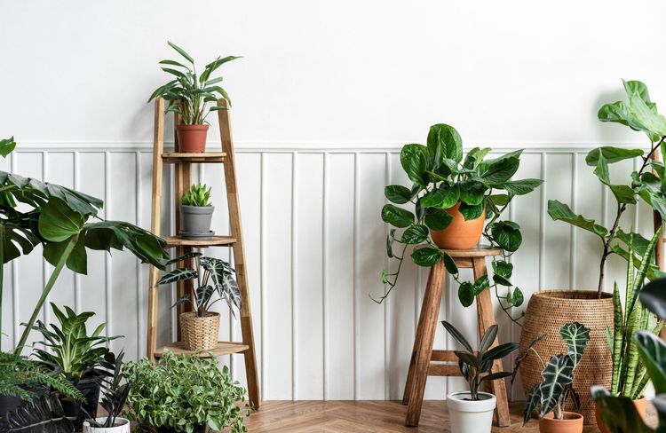 Le guide ultime pour s'occuper de ses plantes d'intérieur à l'arrivée du printemps