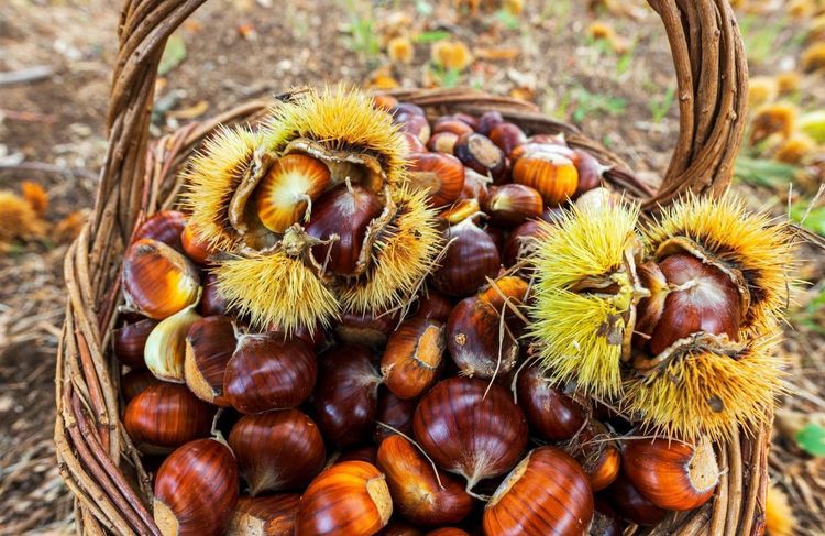 Comment faire la différence entre les marrons et les châtaignes ?