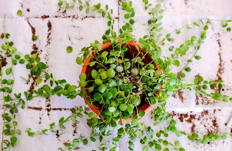 Cette astuce vous permet d’arroser naturellement vos plantes