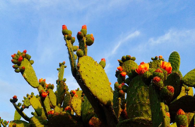 Cette plante est la parfaite alternative aux clôture de jardin