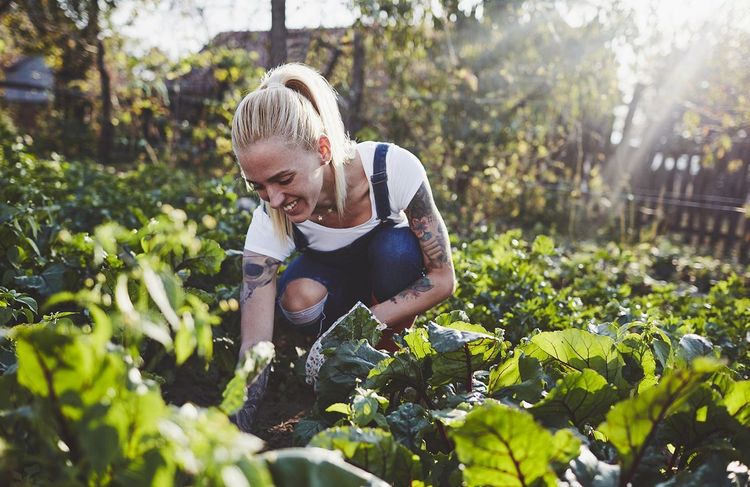 Que faire au jardin en juillet ?