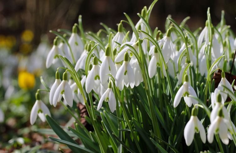 Le perce-neige colonise le jardin en hiver