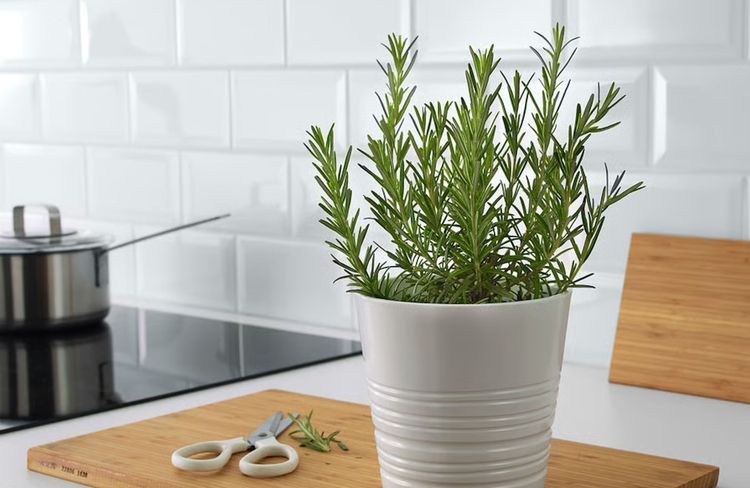 Comment sauver un plant de romarin en mauvais état ?