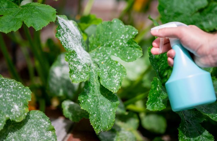 Comment éviter le mildiou au potager ?
