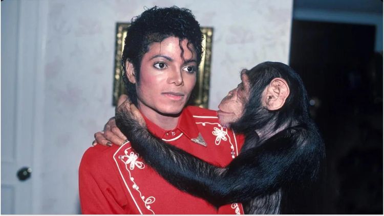 Découvrez ce que devient le singe de Michael Jackson, Bubbles, âgé de 42 ans