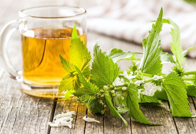 Les bienfaits des plantes sauvages