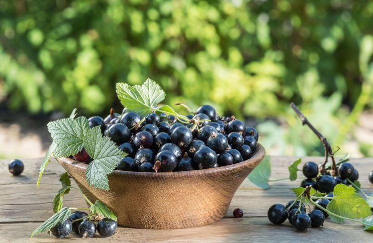 Comment cultiver et récolter le cassis ?